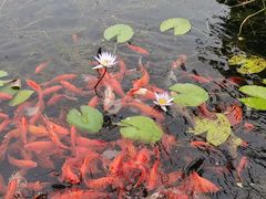 -西湖国宾馆·紫薇厅