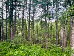 -驼梁风景区