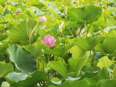 -莲花池公园