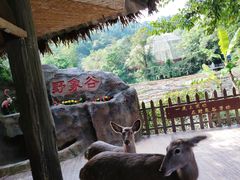 -野象谷景区