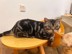 -有喵·猫咖·狗咖·30几只猫10只小狗(岗厦店)