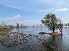 -洱海月湿地公园