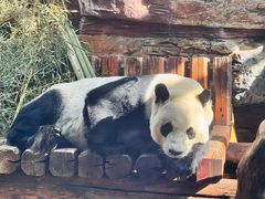 -石家庄市动物园