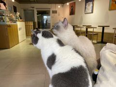 -Heymao猫咖.咖啡厅(东门店)