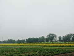 -西青郊野公园