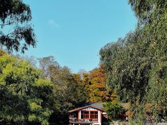 -上海共青森林公园