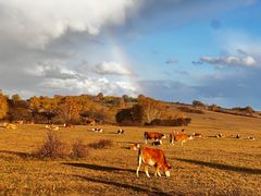 -乌兰布统景区-白桦林
