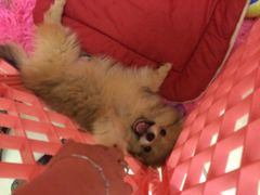 iphone_upload_pic-樊家宠物医院