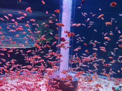 -海合安成都极地海洋公园