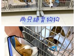 -艾贝尔宠物医院 ·内科全科(梁溪路店)