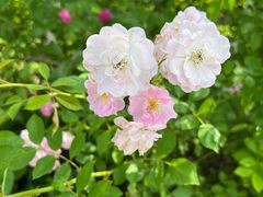 -大塘金香草谷