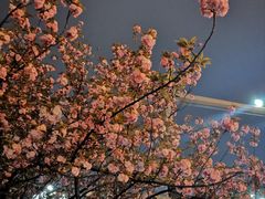 -安安宠物医院(情缘分院)