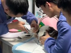-半岛宠物医院24小时(科华中路店)
