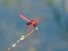 -酒仙湖景区
