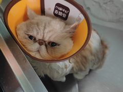 -瑞派动物医院·绝育·犬猫全科·预防医学(光景江南中店)