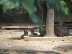 -泉州海丝野生动物世界