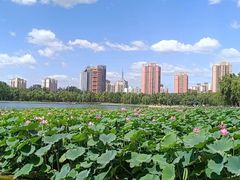 -莲花池公园