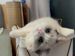 -lincat·猫舍(广州店)