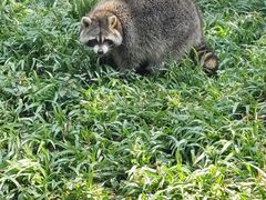 -东莞香市动物园