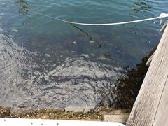 -悉尼海港大桥