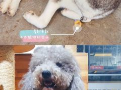 -more than meow吴止猫主题餐厅(承德 中船汇店)