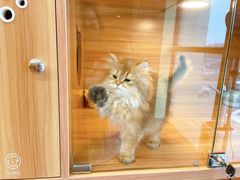 -猫十亿·布偶金渐层·曼基康矮脚猫舍(青年路店)