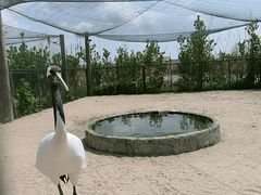 -盐城丹顶鹤湿地生态旅游区