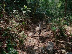 -西双版纳基诺山寨