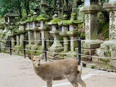 -奈良公园