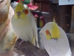 -Zoolung Zoolung动物主题公园(海信广场店)