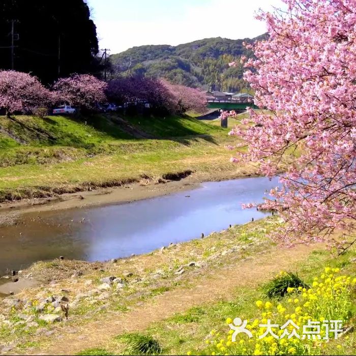 青野川 桜并木