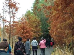 -溱湖国家湿地公园