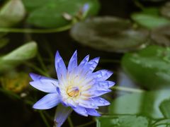 -国家植物园