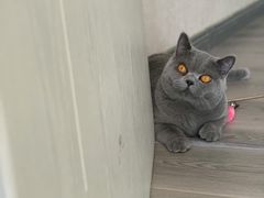 -猫大福·Fortune Cat猫舍(百子湾店)