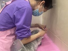 -北京观赏动物医院·24小时大型综合·猫专科·异宠专科