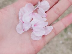 -高东镇樱花园
