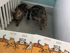 -纳吉亚猫专科动物医院·北北分院