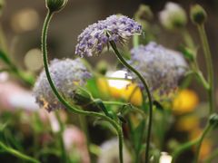 -植物学家的女儿(北马道巷店)