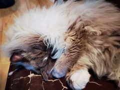 -Cappucimeow猫咪咖啡馆(韦伯时代店)
