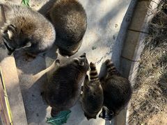 -石家庄市动物园