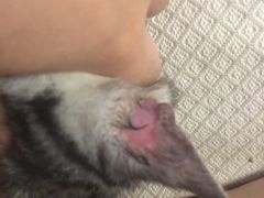 -糯米喵星人总部直营旗舰店·猫舍·幼猫出售