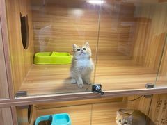 -猫十亿·布偶金渐层·曼基康矮脚猫舍(青年路店)