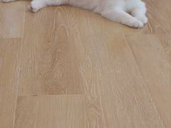 -猫咪派对(江南西店)