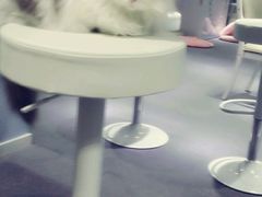 android_upload_pic-喵的天空名猫咖啡馆·撸猫·猫舍·用品