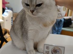 -滚猫咖啡·猫咖·猫友好撸猫(未来城店)