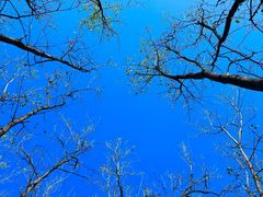 -合肥滨湖国家森林公园