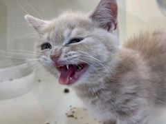 -小猫来了·猫舍(红山六九七九店)