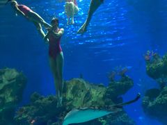 -芜湖新华联大白鲸海洋公园