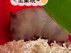 -龙猫仔乐园(惠福东路店)