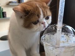-飞行喵MR PILOT|猫舍·猫咖(静安大融城店)
